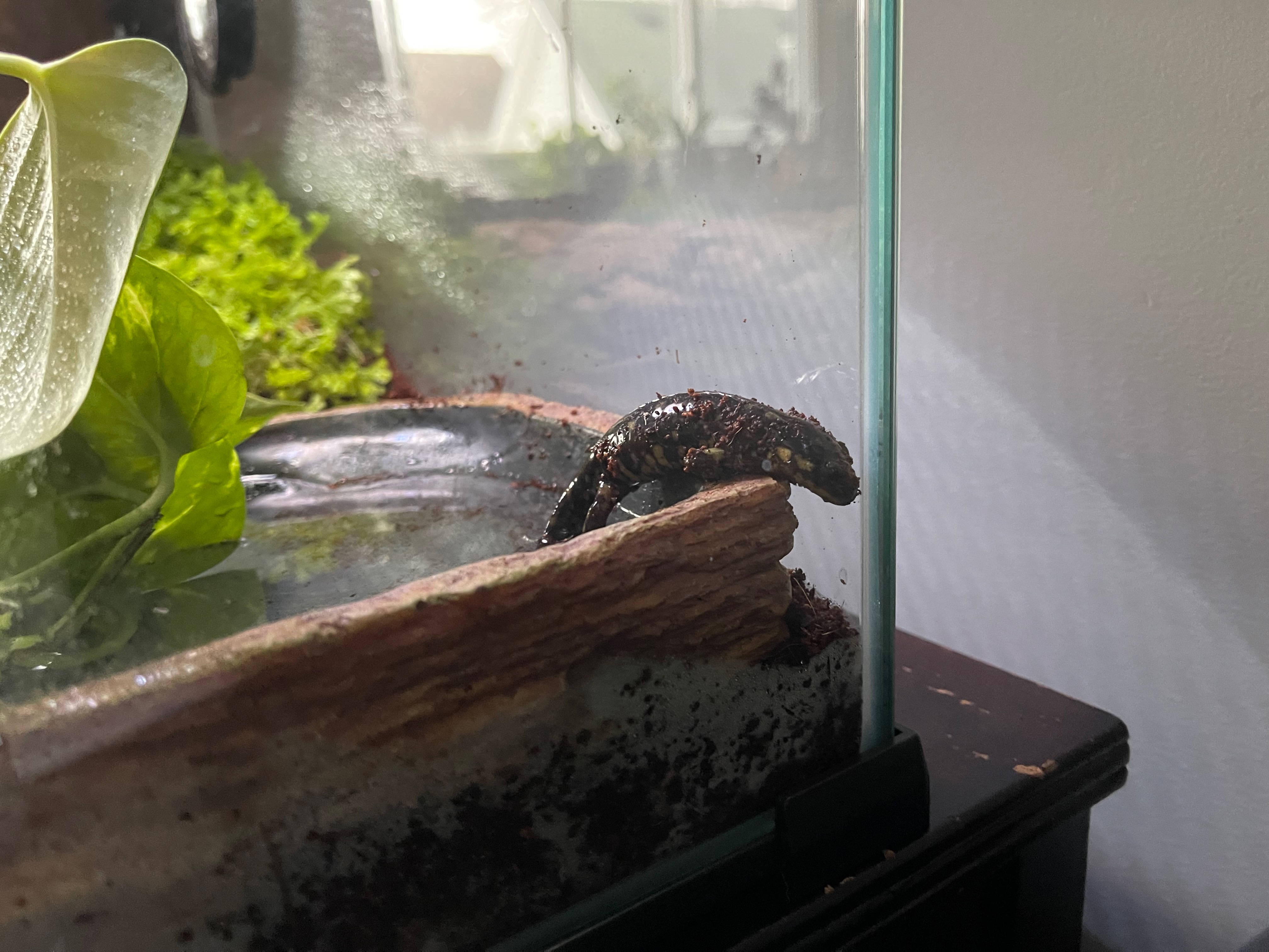 Our pet salamander: Corn